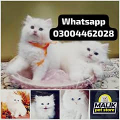 Percian cats and kittens whatsapp 03004462028