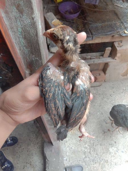 Aseel chick urgent for sale 03237971636 2