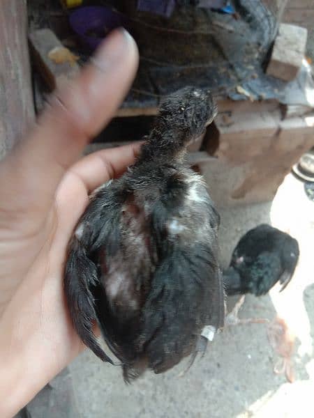 Aseel chick urgent for sale 03237971636 3