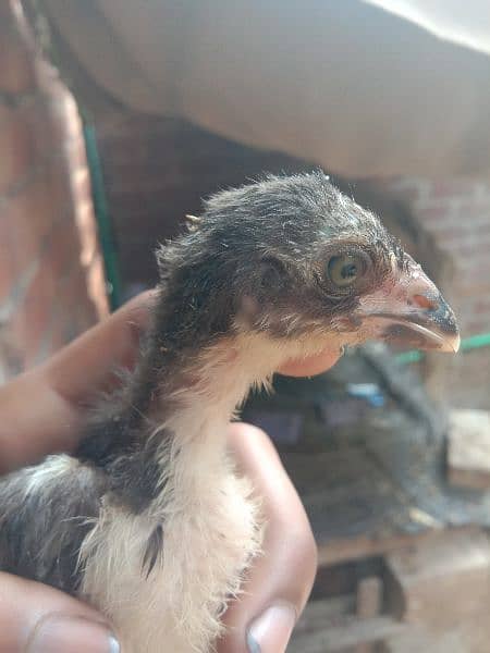 Aseel chick urgent for sale 03237971636 4