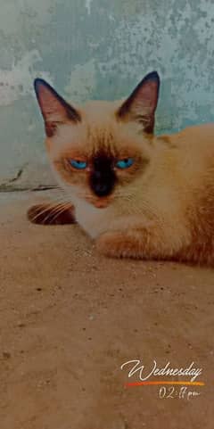 Himalayan cat For sell