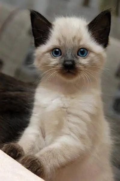 Siamese imported breed kitten