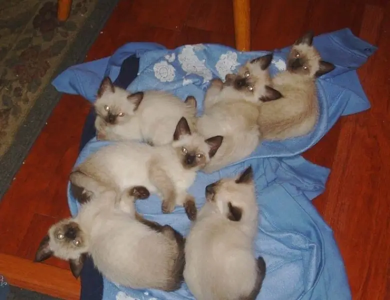 Siamese imported breed kitten — photo 2