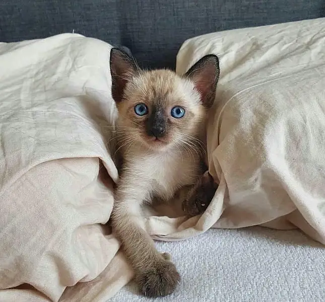 Siamese imported breed kitten — photo 3