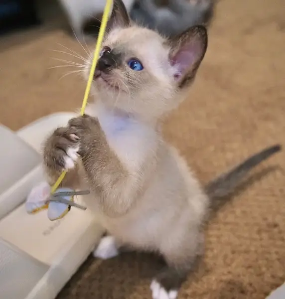 Siamese imported breed kitten — photo 4
