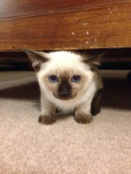 Siamese imported breed kitten — photo 5