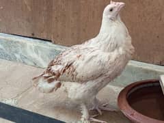 2 aseel hens for sale.