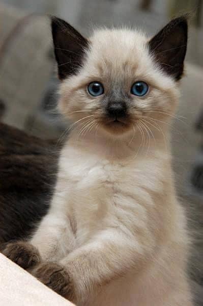 Siamese kitten Imported breed 1