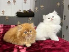 Persian KITTEN FOR SALR ONLY CONRACT WHATUP 03090000539