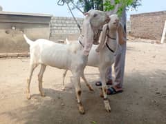 rajanpuri female pair for sale