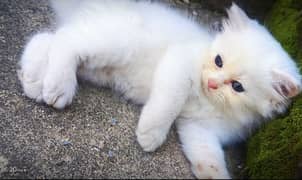 Mashallah. . pure Persian kitten