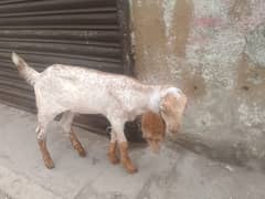 2 Goats Fr Sale Makka Cheni Bakri 4 Month Nagra Bakr 3 Month 0