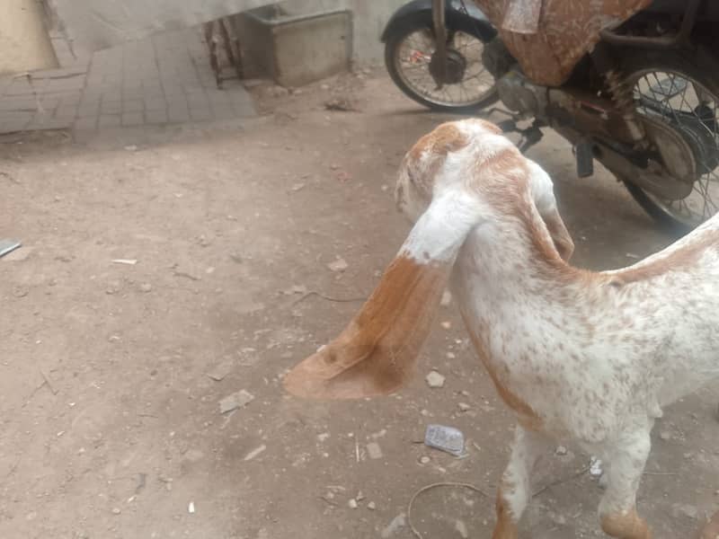 2 Goats Fr Sale Makka Cheni Bakri 4 Month Nagra Bakr 3 Month 1