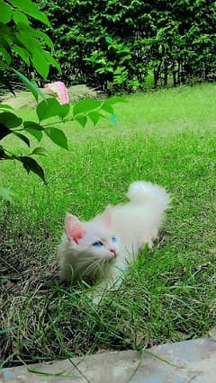 persian cat for sale