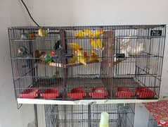 37 LoveBirds Breder Pieces and Used Cages