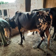 Cholistani Cow for sale