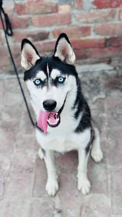 Siberian husky female