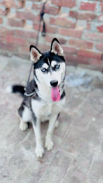 Siberian husky female 3