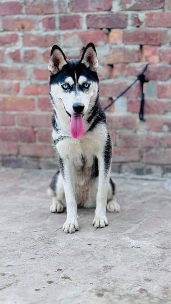 Siberian husky female 4