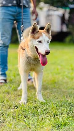 Siberian husky female