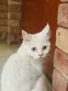 persian cat