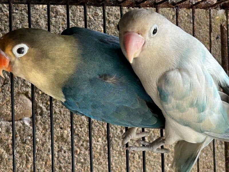 Blue Oplines/Common Lotino/Lotino Fishri/AlbinoRed Eye/love bird 5