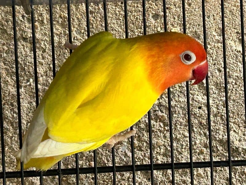 Blue Oplines/Common Lotino/Lotino Fishri/AlbinoRed Eye/love bird 6