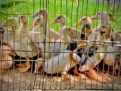 1month waly Desi and khaki ducks KY bchy available 300 peace ha