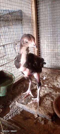 Lakha Sindhi ka chicks for sale