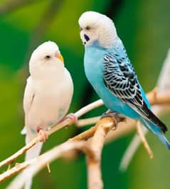 budgies