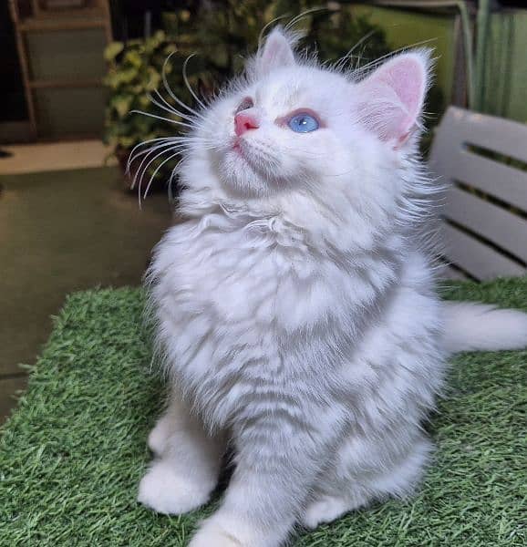 furry cute Persian kitten 0