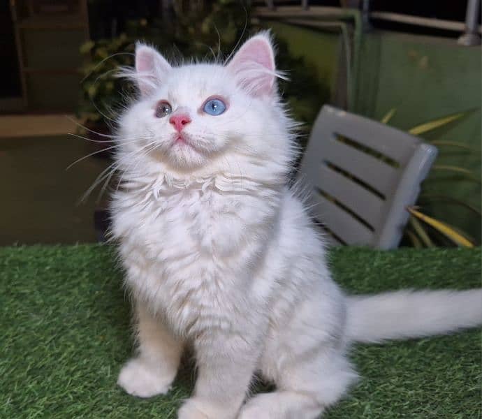 furry cute Persian kitten 1