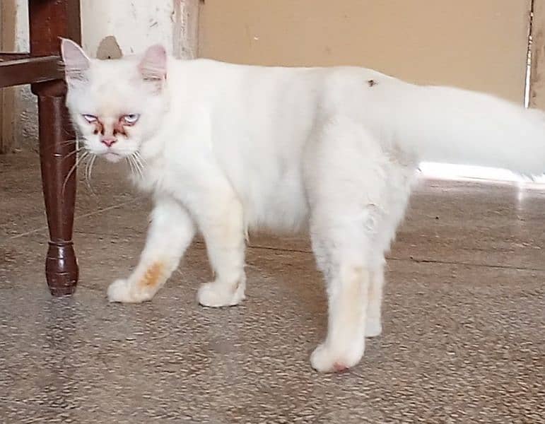 Persian cat white color 0