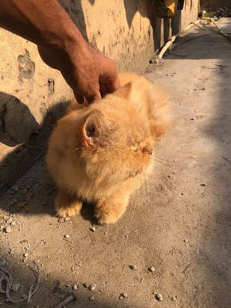 Punch face female cat for salle 03300783230 7