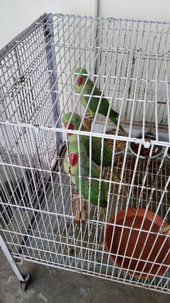 kashmiri raw parrots. and my number 0333 560 83 15