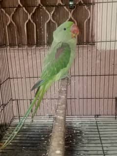 Raw Parrot male for sale 8  month Hand tame 0