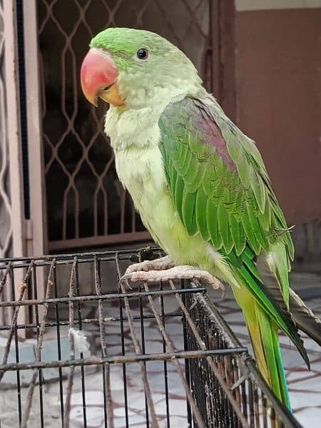 Raw Parrot male for sale 8  month Hand tame 1