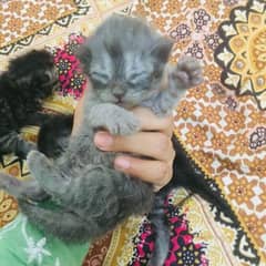 persion kitten 9500 availble 15days waiting . . . .