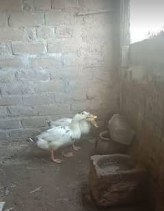 Duck pair