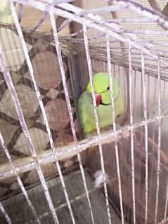 parrot for sale in urgent sale