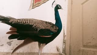 Male Peacock For Sale