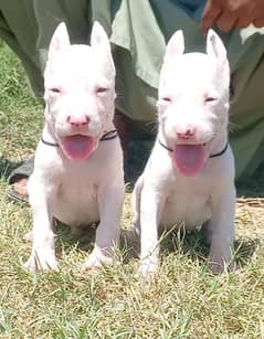 Kohati gulatir Pair Dog  For Sale 0