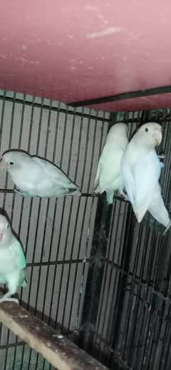 albino black eye  peach face  lovebird