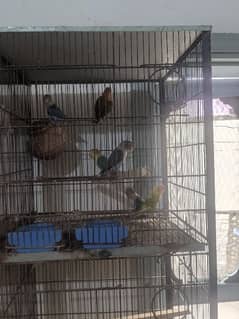 Love Bird pasnata family urgent sale