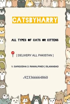 vaccinated cat  or kitten washroom trained healthy and active