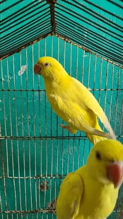 Yellow parrot jora he 0