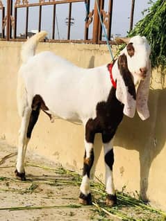 Rajanpuri Bakra urgent sell