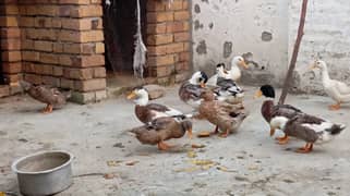 5 pairs ducks