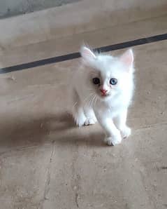 White Persian Blue eyes kitten