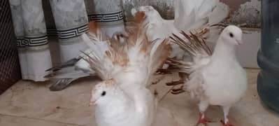 lakka pigeons